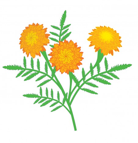 Marigold Flower Vectors Stock In Format For Free Download 452x468 Marigold Flower Vectors Stock In Format For Free Download
