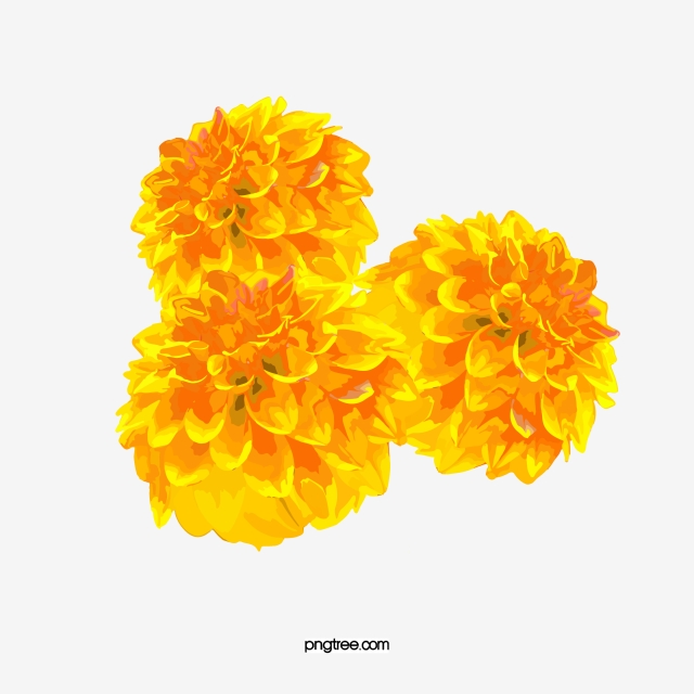 Marigolds Png, Vector, And Clipart With Transparent 640x640 Marigolds Png, Vector, And Clipart With Transparent