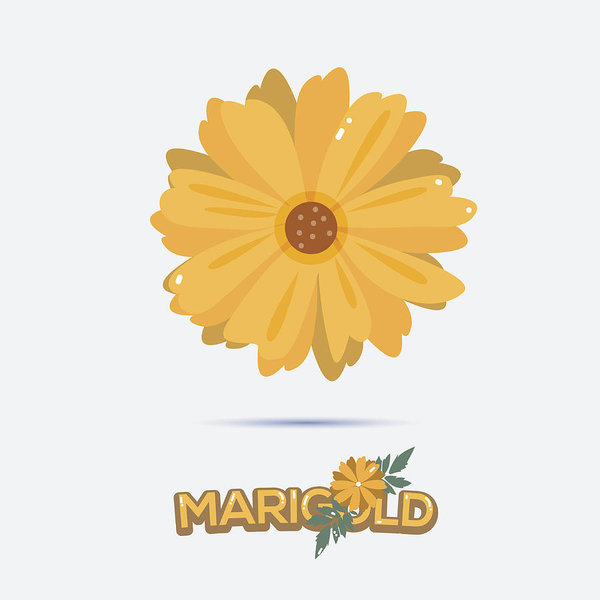 Marigold Flower 600x600 Marigold Flower