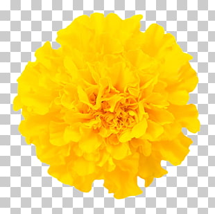 Mexican Marigold Chrysanthemum Flower Euclidean Marigold Close S 310x309 Mexican Marigold Chrysanthemum Flower Euclidean Marigold Close S