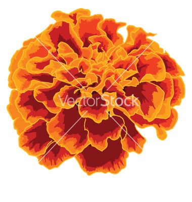 Orange Marigold Vector 380x400 Orange Marigold Vector