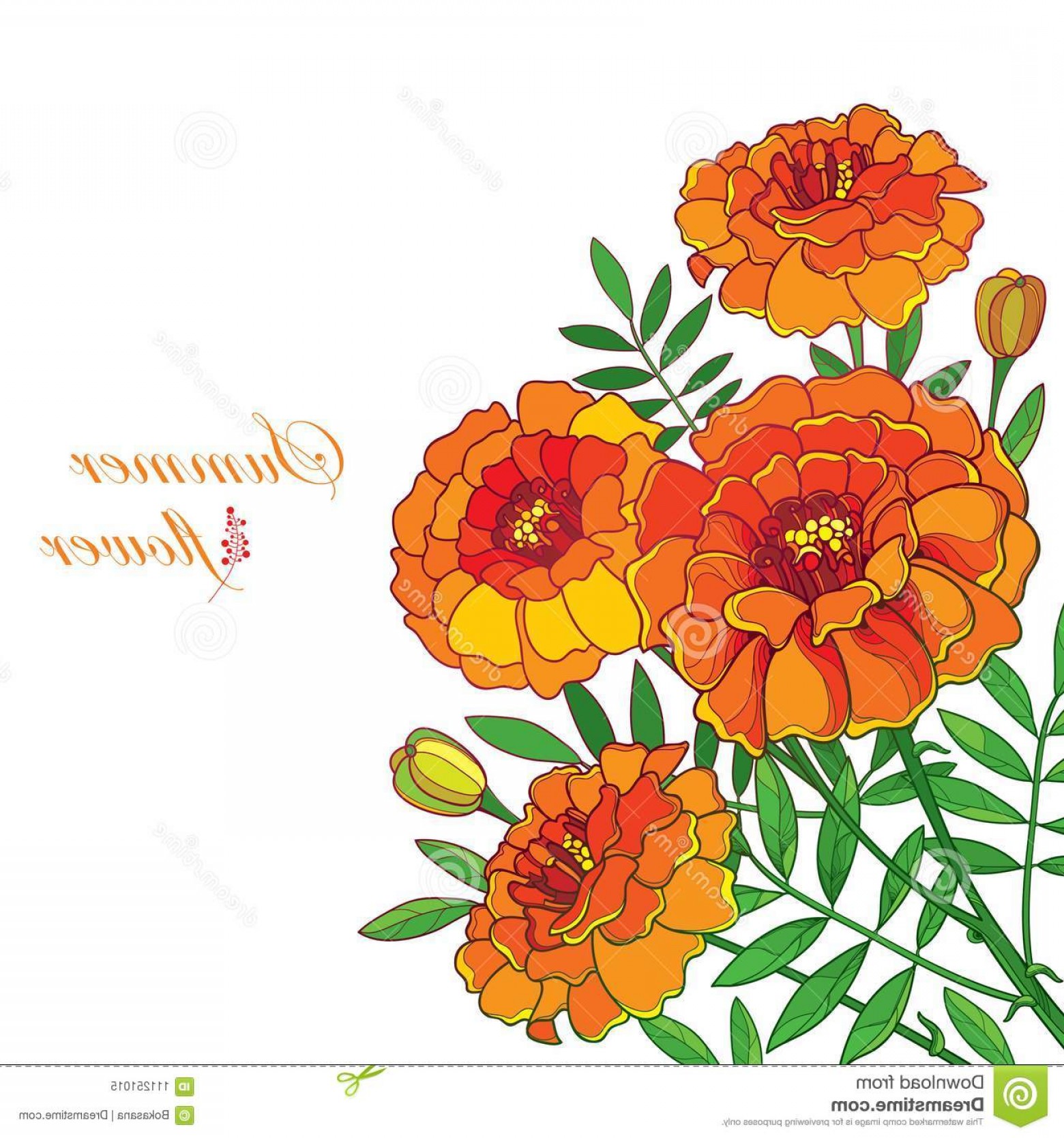 Vector Corner Bouquet Orange Tagetes Marigold Flower Bud Leaf 1560x1668 Vector Corner Bouquet Orange Tagetes Marigold Flower Bud Leaf