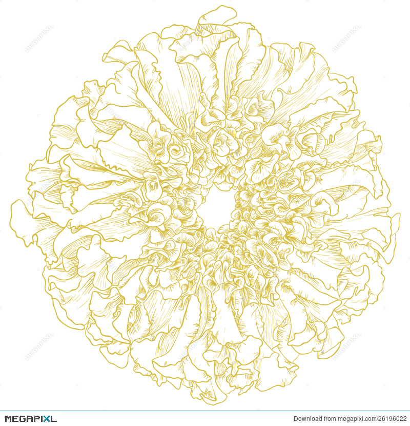 Vector Marigold Flower Illustration 800x830 Vector Marigold Flower Illustration