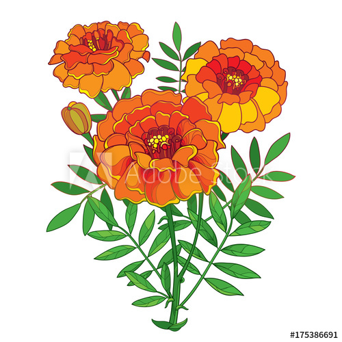 Vector Bouquet With Orange Tagetes Or Marigold Flower, Bud 500x500 Vector Bouquet With Orange Tagetes Or Marigold Flower, Bud