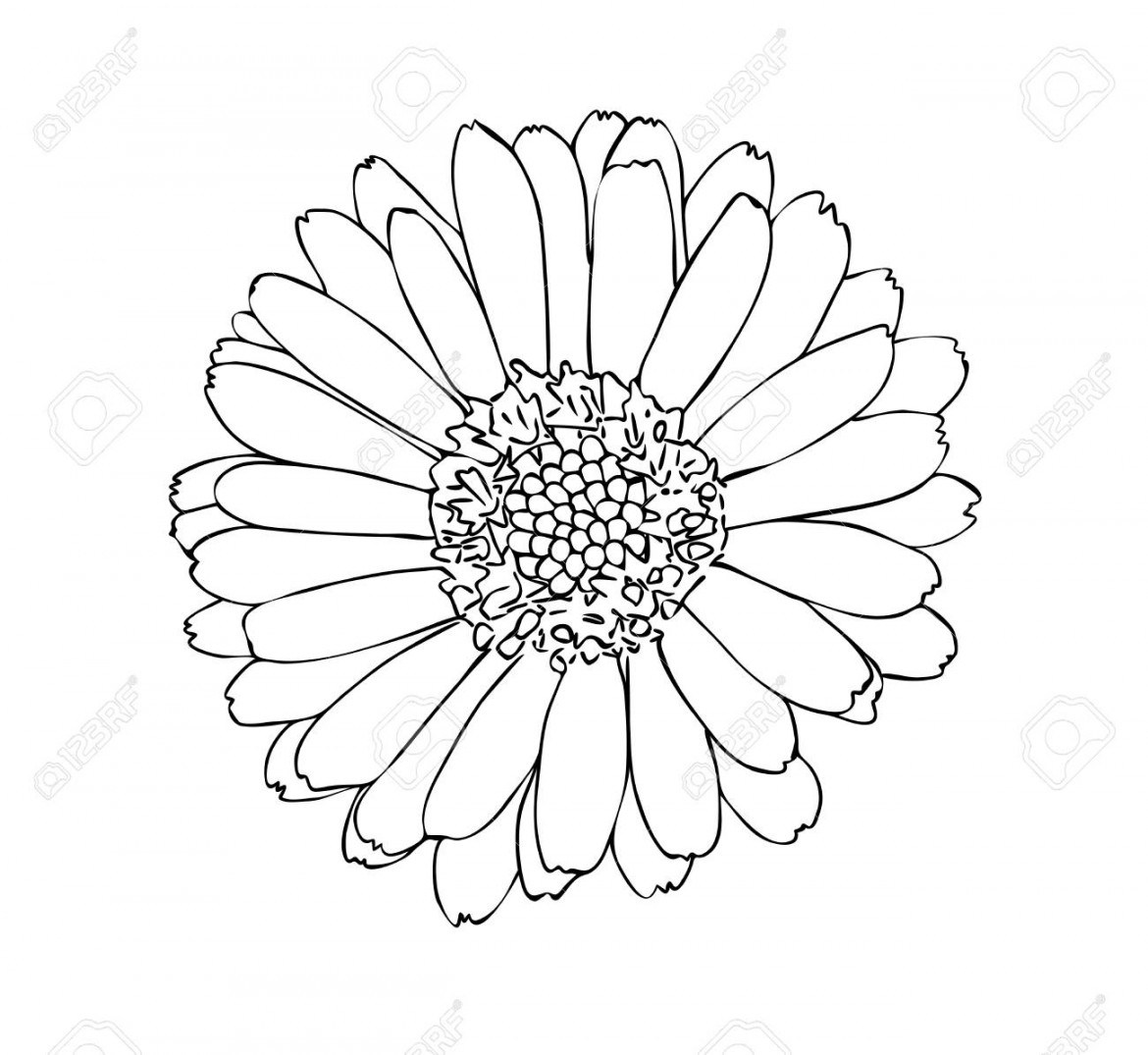 Vector Illustration, Isolated Marigold Flower In Black And White 1170x1075 Vector Illustration, Isolated Marigold Flower In Black And White