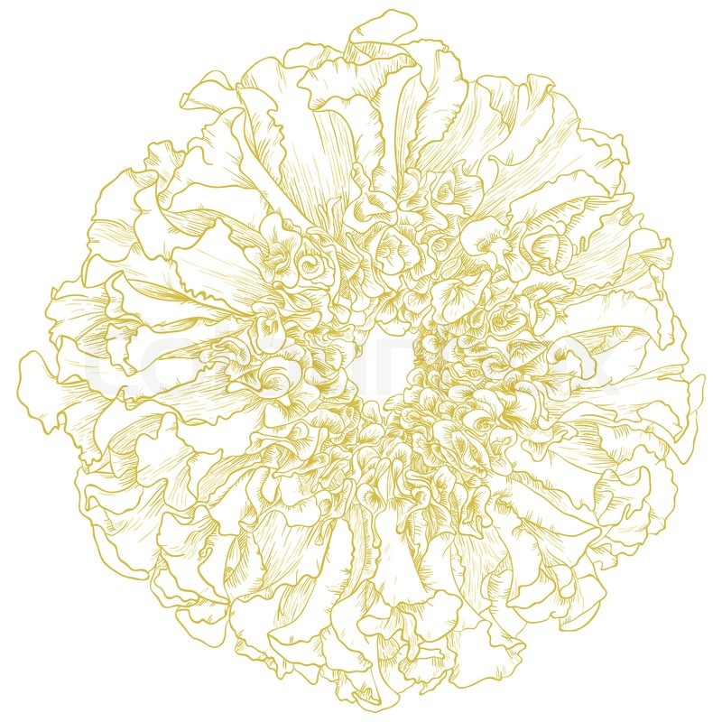 Vector Marigold Flower Stock Vector Colourbox 800x800 Vector Marigold Flower Stock Vector Colourbox