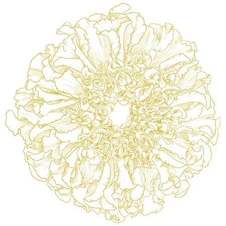 Vector Marigold Flower Isolated On White Background Royalty Free 450x450 Vector Marigold Flower Isolated On White Background Royalty Free