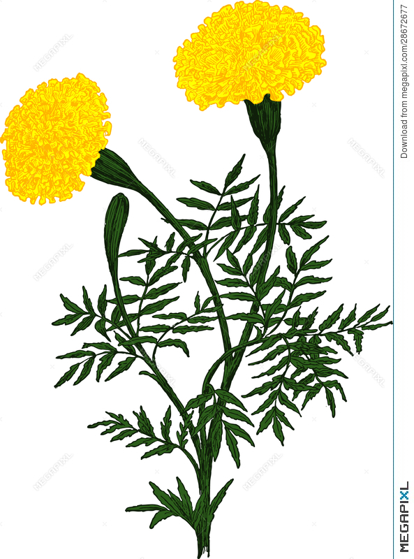 Yellow Marigold Flower Vector Illustration 593x800 Yellow Marigold Flower Vector Illustration