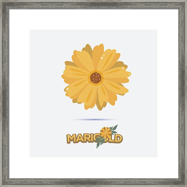 Marigold Flower 600x600 Marigold Flower