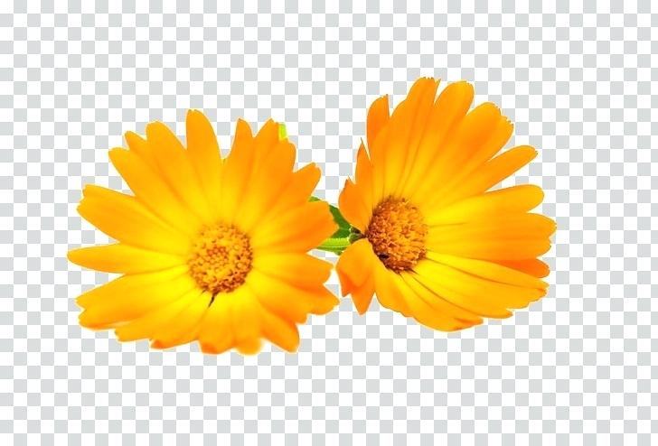 Flowers Png Vector Marigold 728x494 Flowers Png Vector Marigold