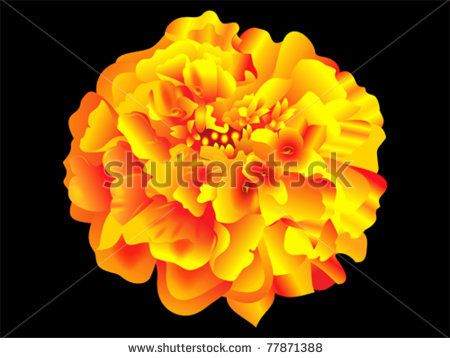 Pictures Marigold Tattoos 450x358 Pictures Marigold Tattoos