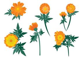 Marigold Flower Free Vector Art 286x200 Marigold Flower Free Vector Art