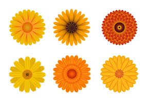 Marigold Flower Free Vector Art 286x200 Marigold Flower Free Vector Art
