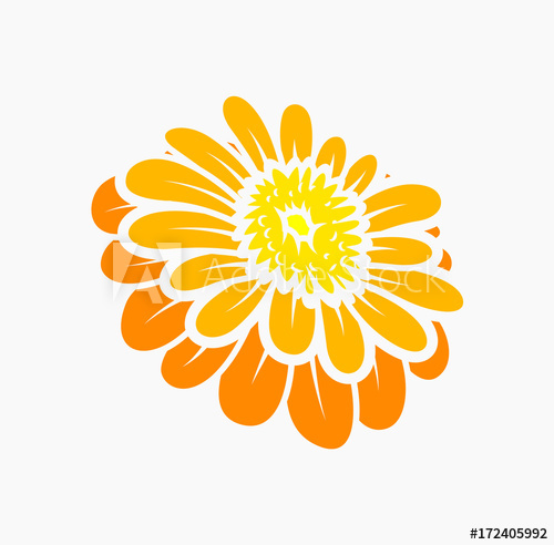 Marigold Flower Vector Illustration 500x492 Marigold Flower Vector Illustration