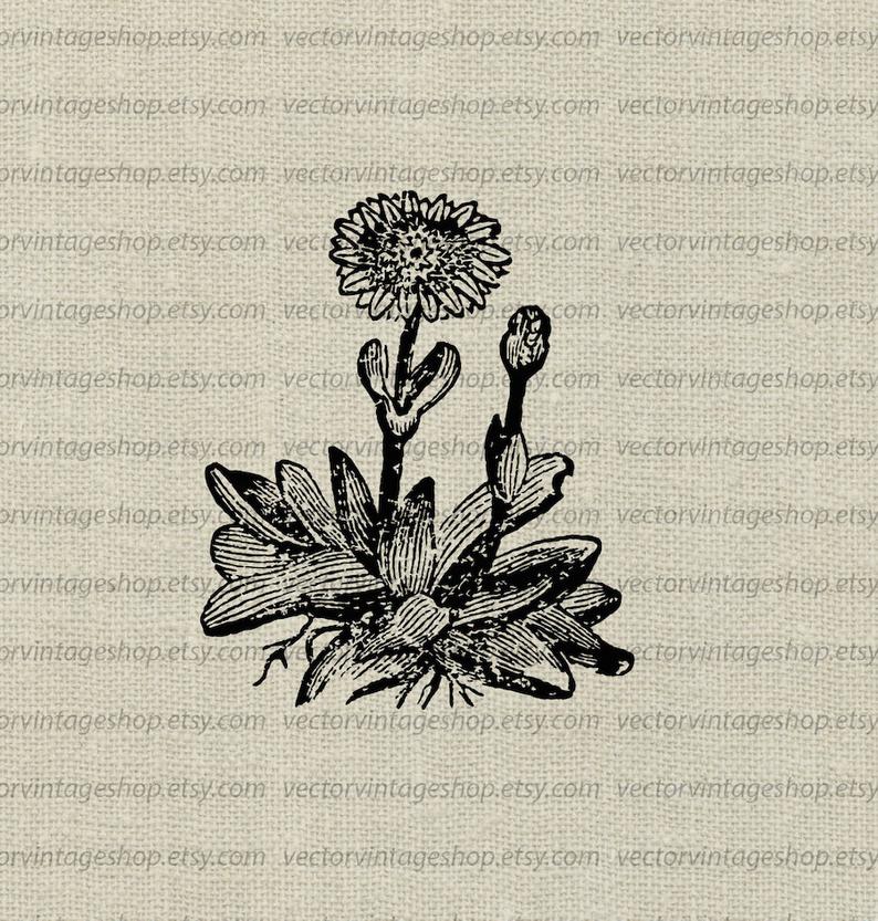 Marigold Flower Vector Instant Download Graphic Plant Etsy 794x833 Marigold Flower Vector Instant Download Graphic Plant Etsy