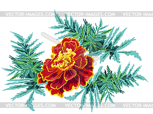 Flower Marigold 300x224 Flower Marigold