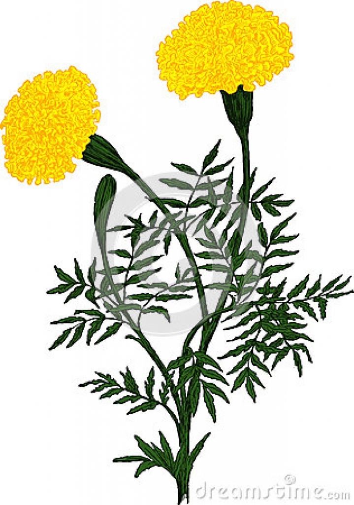 Genda Flower Clipart 719x1024 Genda Flower Clipart