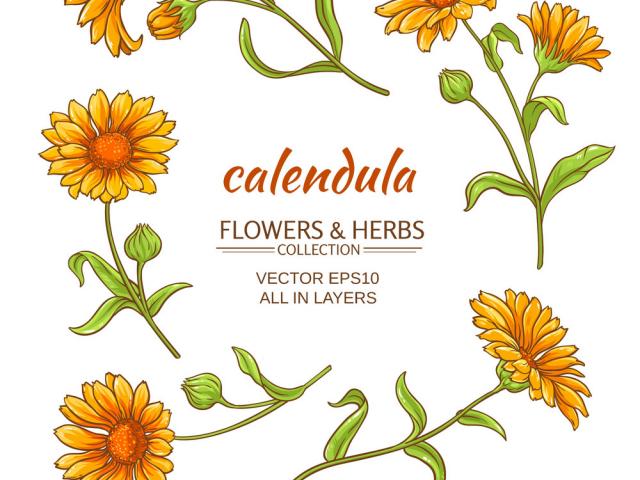 Marigold Clipart Vector 640x480 Marigold Clipart Vector