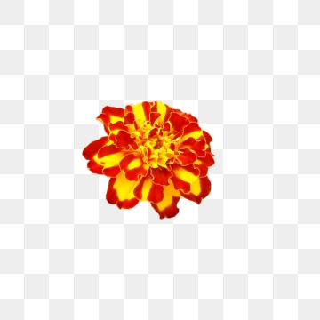 Marigold Flower Png, Vector, And Clipart With Transparent 360x360 Marigold Flower Png, Vector, And Clipart With Transparent