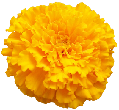 Marigold Vector 400x370 Marigold Vector