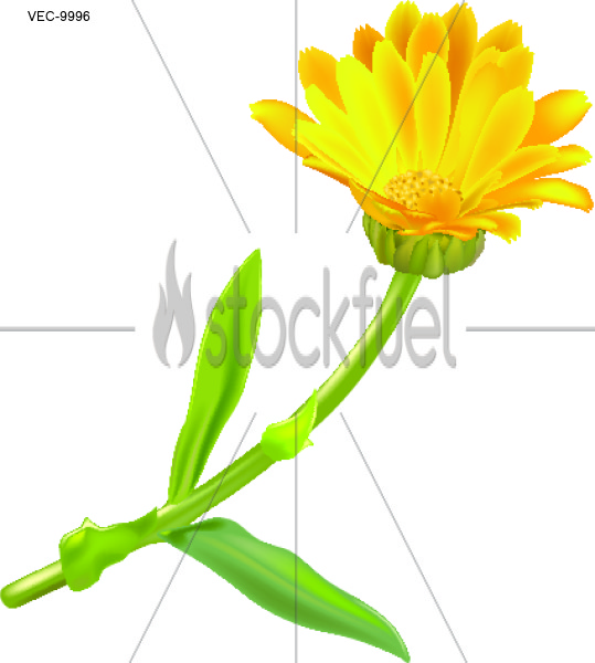 Marigold Vector Graphics Stockfuel 539x600 Marigold Vector Graphics Stockfuel