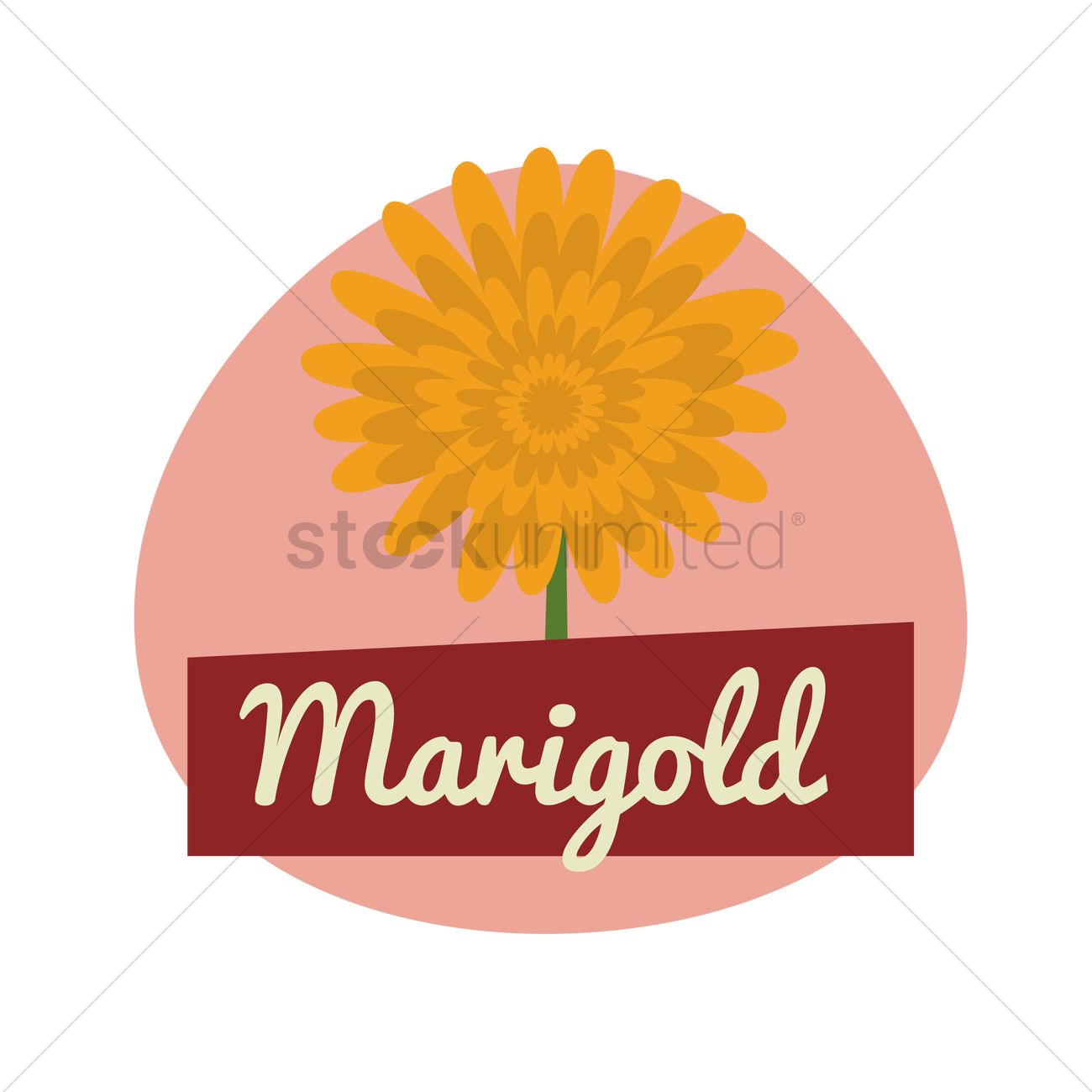 Marigold Vector Image 1300x1300 Marigold Vector Image