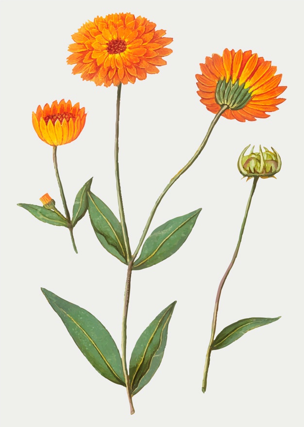 Marigold Vectors, Photos And Free Download 626x877 Marigold Vectors, Photos And Free Download