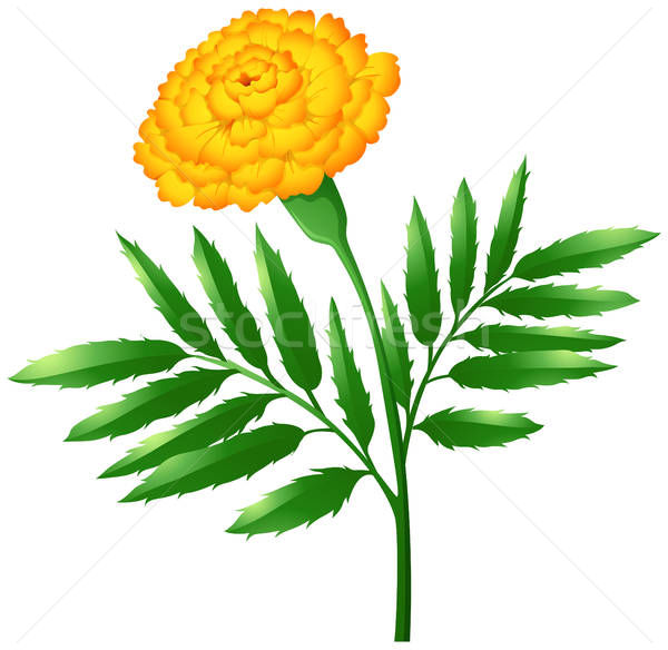 Marigold Flower With Green Leaves Vector Illustration Matthew 600x584 Marigold Flower With Green Leaves Vector Illustration Matthew