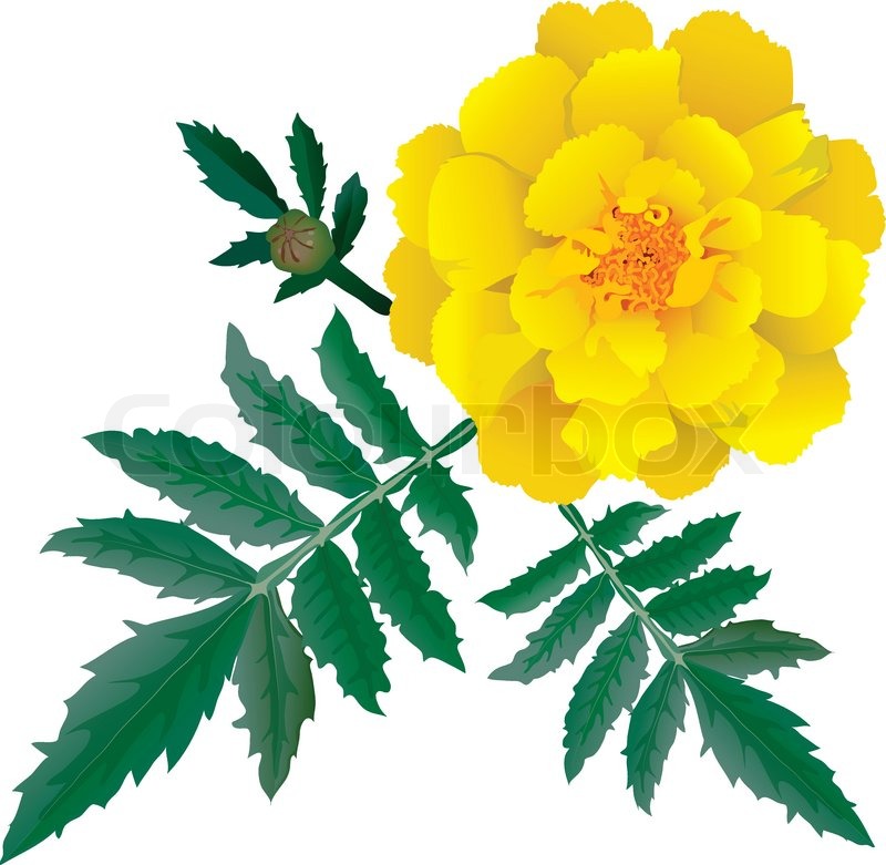 Realistic Illustration Of Yellow Stock Vector Colourbox 800x781 Realistic Illustration Of Yellow Stock Vector Colourbox