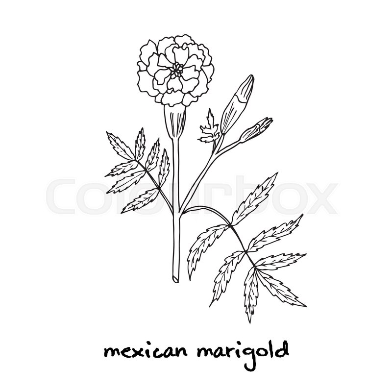 Tagetes, Or French Marigold, Hand Stock Vector Colourbox 800x800 Tagetes, Or French Marigold, Hand Stock Vector Colourbox