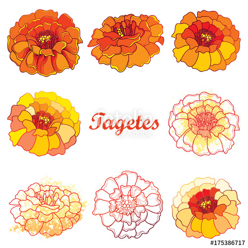 Vector Set With Outline Tagetes Or Marigold Flower Ornate Tagetes 500x500 Vector Set With Outline Tagetes Or Marigold Flower Ornate Tagetes