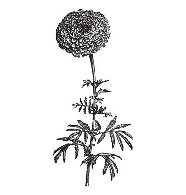 Vintage Mexican Marigold Vector Stock Images Mexican Tattoo 380x400 Vintage Mexican Marigold Vector Stock Images Mexican Tattoo