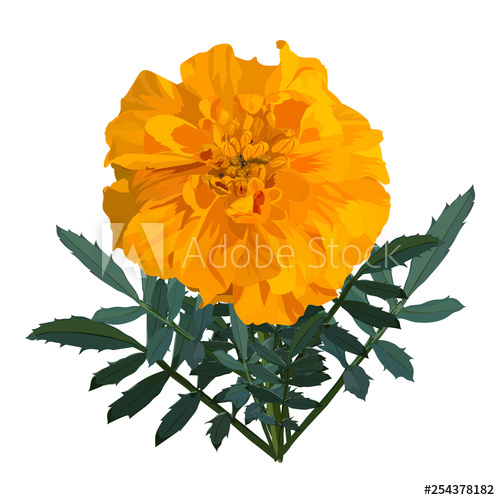 Yellow With Orange Flower Marigold Vector Illustration Isolated 500x500 Yellow With Orange Flower Marigold Vector Illustration Isolated