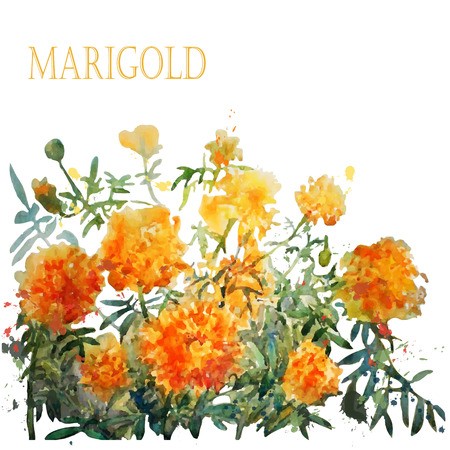 Marigold Vectorgraphics About Marigold 450x450 Marigold Vectorgraphics About Marigold