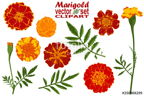 Marigold Vector Set Stock Image And Royalty Free Vector 500x334 Marigold Vector Set Stock Image And Royalty Free Vector