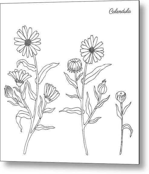 Calendula Flower Isolated On White Background, Botanical Hand 493x572 Calendula Flower Isolated On White Background, Botanical Hand