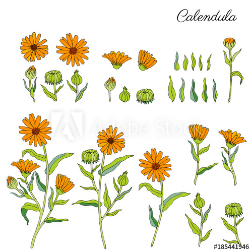 Calendula Officinalis Flowers Isolated On White Background 500x500 Calendula Officinalis Flowers Isolated On White Background