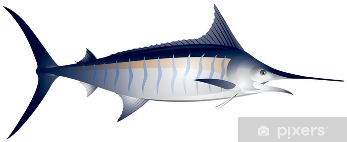 Marlin, Fish Vector Illustration Wall Mural 700x287 Marlin, Fish Vector Illustration Wall Mural