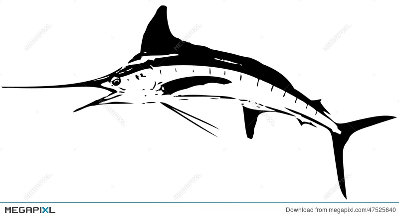White Marlin Fish Vector Illustration 800x436 White Marlin Fish Vector Illustration