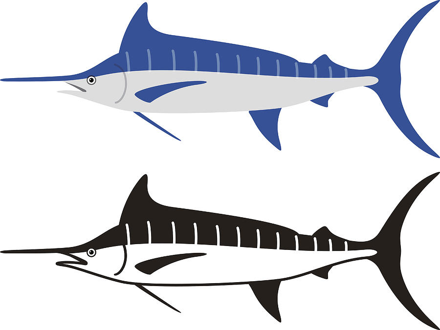 Atlantic Blue Marlin Fish, Vector Illustration 900x676 Atlantic Blue Marlin Fish, Vector Illustration