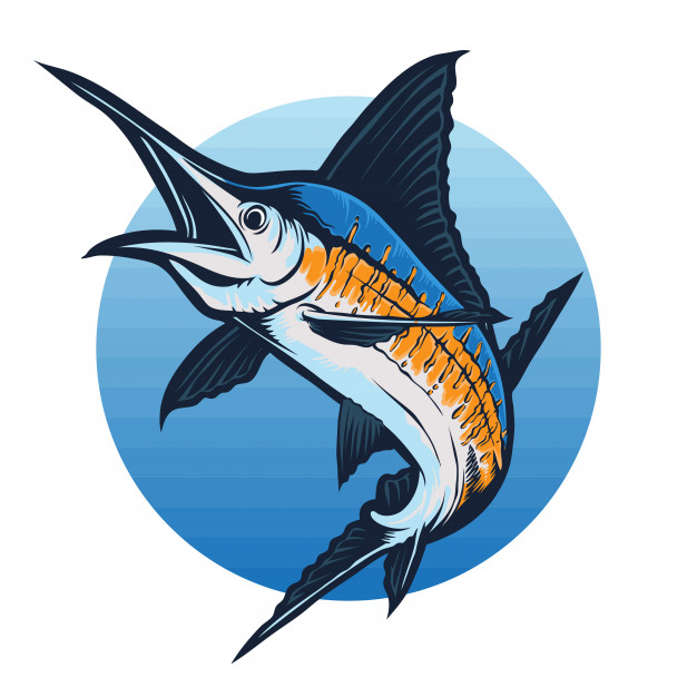 626x626 Marlin Fish Vector Vector Premium Download