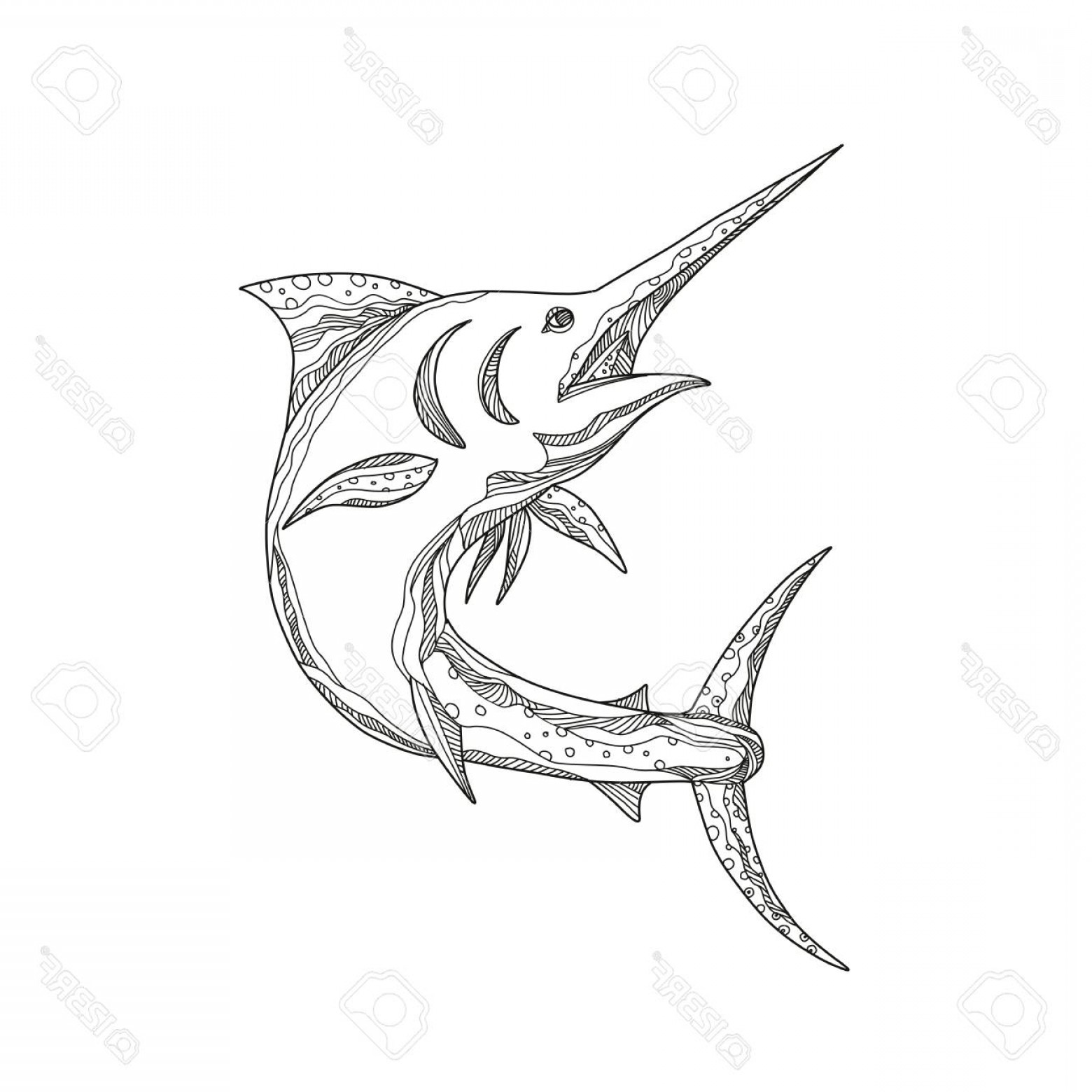 1560x1560 Photostock Vector Atlantic Blue Marlin Outline Image Newwaysys