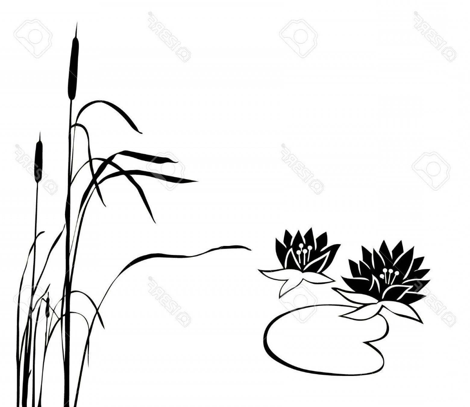 1560x1352 Photosilhouette Of The Marsh Plants On White Background Handandbeak