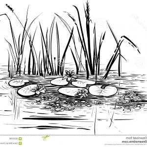 300x300 Reeds Sedge Other Marsh Plants Stylized Catchsplace