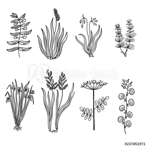500x500 Vector Illustration Of Marsh Plants