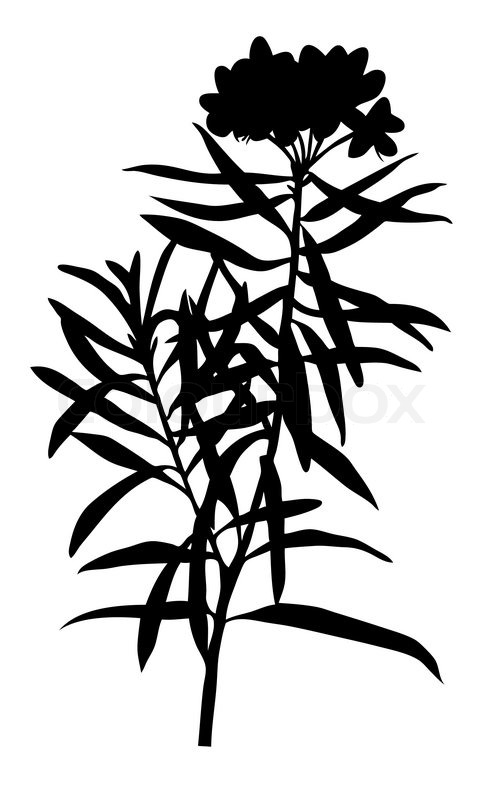 494x800 Vector Illustration Of The Marsh Plant Stock Vector Colourbox