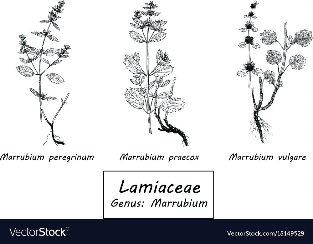 1000x781 Botanical Set Dogo
