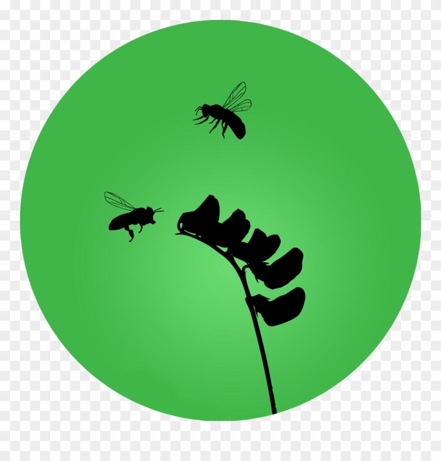 880x920 Green Bee Maryland