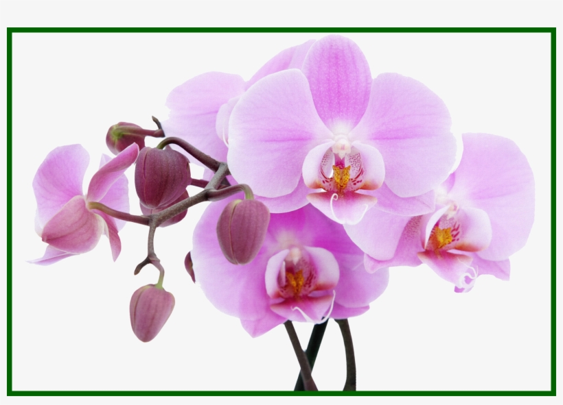 Marvelous Mason Jar Vector Clip Art Orchid And Design Transparent 820x591 Marvelous Mason Jar Vector Clip Art Orchid And Design Transparent