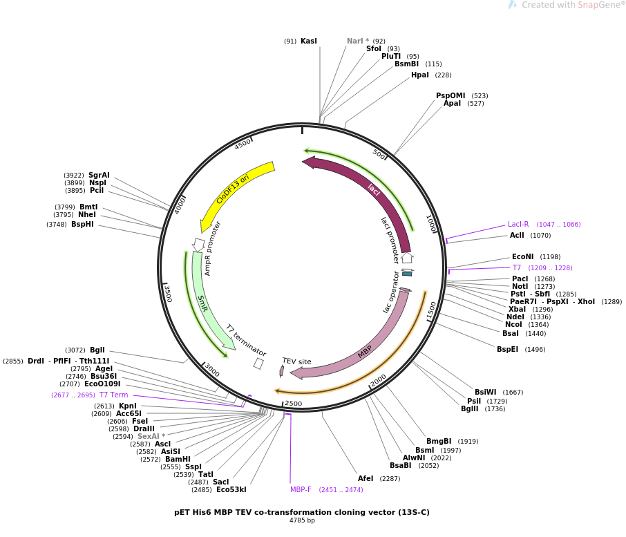 906x777 Addgene Pet Mbp Tev Co Transformation Cloning Vector